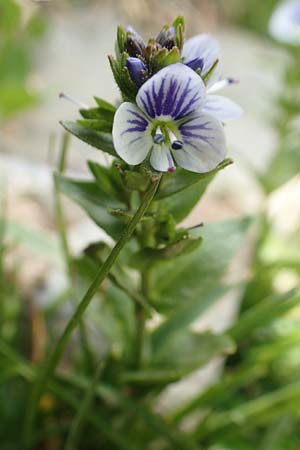 Veronica serpyllifolia \ Quendelblttriger Ehrenpreis, Thymian-Ehrenpreis / Thyme-Leaved Speedwell, F Pyrenäen/Pyrenees, Puigmal 1.8.2018
