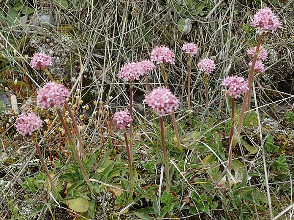 Valeriana tuberosa \ Knolliger Baldrian / Tuberous Valerian, F Champcella 29.4.2023