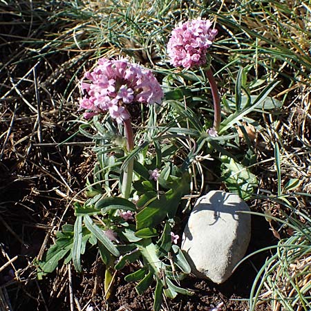 Valeriana tuberosa \ Knolliger Baldrian / Tuberous Valerian, F Caussols 2.5.2023