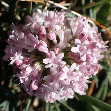 Valeriana tuberosa \ Knolliger Baldrian / Tuberous Valerian, F Caussols 2.5.2023