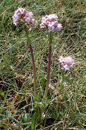 Valeriana tuberosa \ Knolliger Baldrian / Tuberous Valerian, F Caussols 2.5.2023
