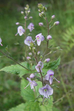 Veronica urticifolia \ Nessel-Ehrenpreis / Nettle-Leaved Speedwell, F Allevard 11.6.2006