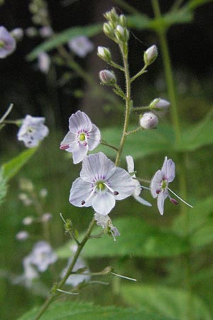 Veronica urticifolia \ Nessel-Ehrenpreis / Nettle-Leaved Speedwell, F Allevard 11.6.2006