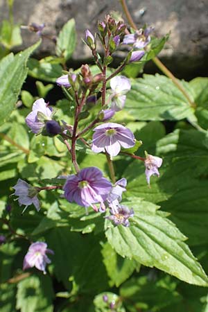 Veronica urticifolia \ Nessel-Ehrenpreis / Nettle-Leaved Speedwell, F Pyrenäen/Pyrenees, Eyne 4.8.2018