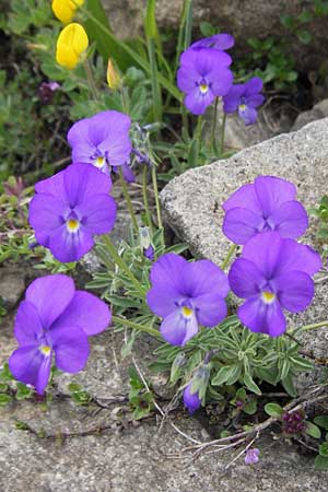 Viola valderia \ Seealpen-Veilchen / Piemontain Violet, F Col de la Bonette 8.7.2016