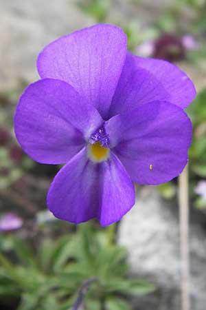 Viola valderia \ Seealpen-Veilchen / Piemontain Violet, F Col de la Bonette 8.7.2016
