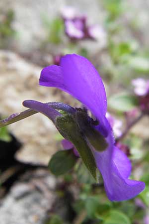 Viola valderia \ Seealpen-Veilchen / Piemontain Violet, F Col de la Bonette 8.7.2016
