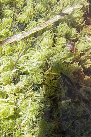Myriophyllum spicatum \ hriges Tausendblatt / Spiked Water Milfoil, F Castellane 12.5.2007