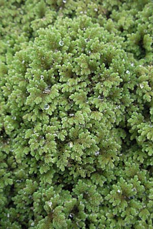 Azolla filiculoides \ Groer Algenfarn / Water Fern, F Mauguio 13.5.2007