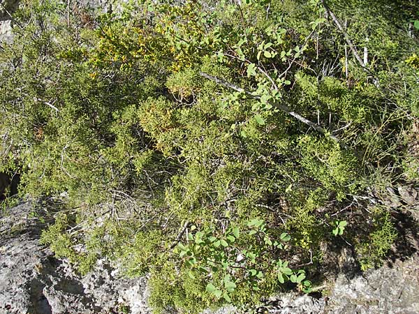 Juniperus phoenicea \ Ph&ouml;nizischer Wacholder / Phoenicean Juniper, F Le Rozier (Tarn) 28.5.2009