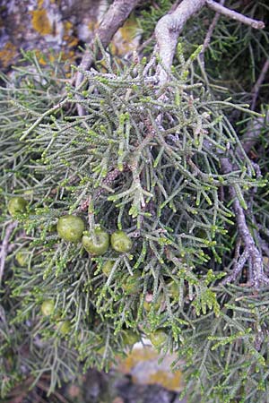 Juniperus phoenicea \ Ph&ouml;nizischer Wacholder / Phoenicean Juniper, F Saint-Guilhem-le-Desert 1.6.2009