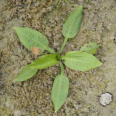 Alisma plantago-aquatica \ Gewhnlicher Froschlffel, F Sundgau 6.10.2009
