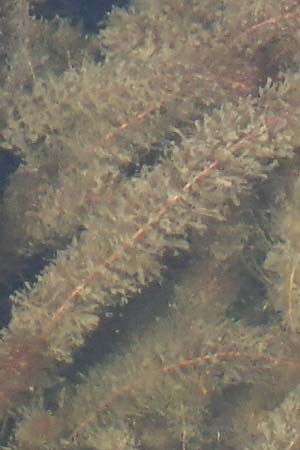 Ceratophyllum demersum ? \ Raues Hornblatt / Rigid Hornwort, F Pyrenäen/Pyrenees, Mont Louis 3.8.2018