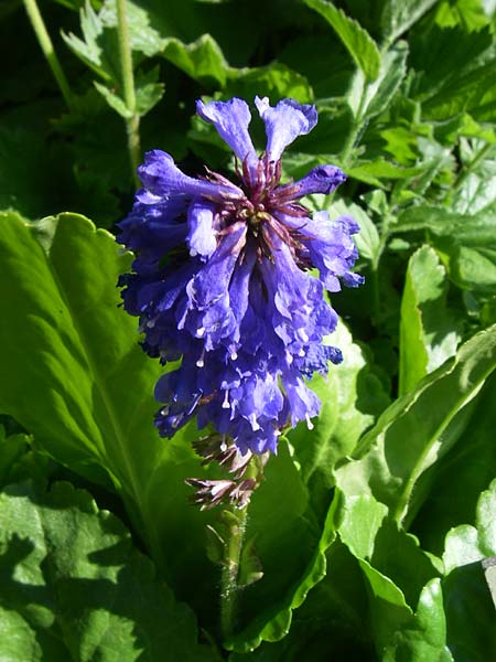 Wulfenia carinthiaca \ K&auml;rntner Wulfenie, K&auml;rntner Kuhtritt / Wulfenia, F Col de Lautaret Botan. Gar.  28.6.2008