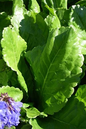 Wulfenia carinthiaca \ K&auml;rntner Wulfenie, K&auml;rntner Kuhtritt / Wulfenia, F Col de Lautaret Botan. Gar.  28.6.2008