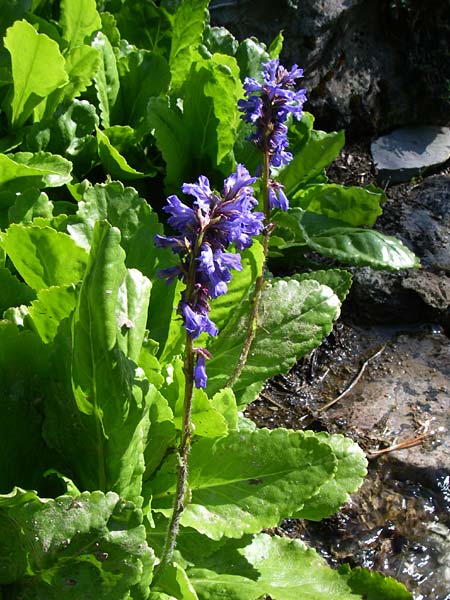 Wulfenia carinthiaca \ K&auml;rntner Wulfenie, K&auml;rntner Kuhtritt / Wulfenia, F Col de Lautaret Botan. Gar.  28.6.2008