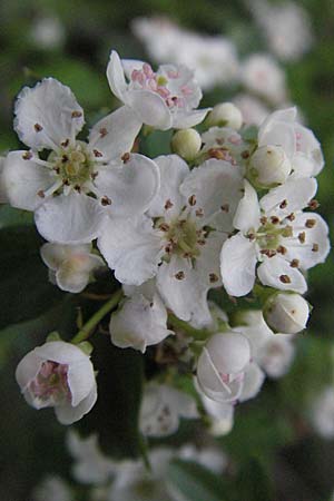 Crataegus x macrocarpa \ Grofrchtiger Weidorn, F Serres 12.5.2007