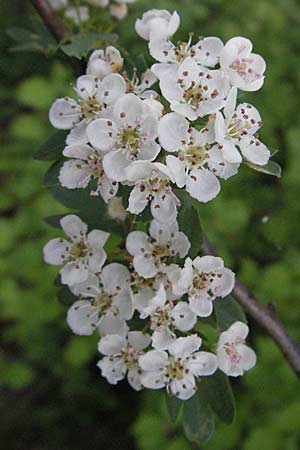 Crataegus x macrocarpa \ Grofrchtiger Weidorn, F Serres 12.5.2007