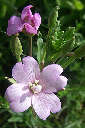 Epilobium tetragonum \ Vierkantiges Weidenrschen / Square-Stalked Willowherb, F Toreilles 24.6.2008