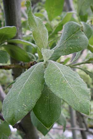 Salix lapponum \ Lappland-Weide / Lapland Willow, F Pyren&auml;en/Pyrenees, Eyne 25.6.2008