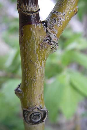 Salix lapponum \ Lappland-Weide / Lapland Willow, F Pyren&auml;en/Pyrenees, Eyne 25.6.2008