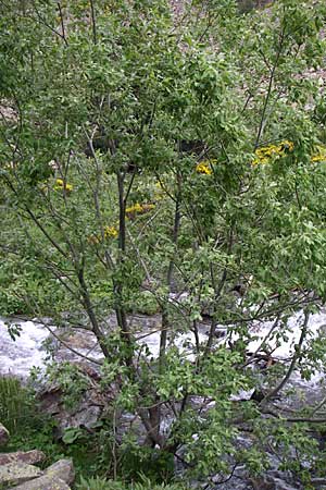 Salix lapponum \ Lappland-Weide / Lapland Willow, F Pyren&auml;en/Pyrenees, Eyne 25.6.2008