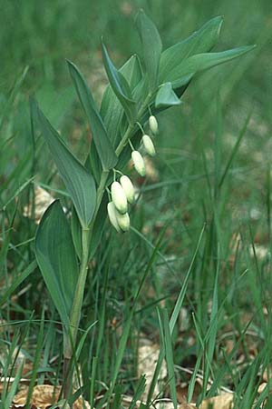 Polygonatum odoratum \ Salomonssiegel, Duftende Weiwurz / Angular Solomon's Seal, F Col de Menèe 25.5.2005