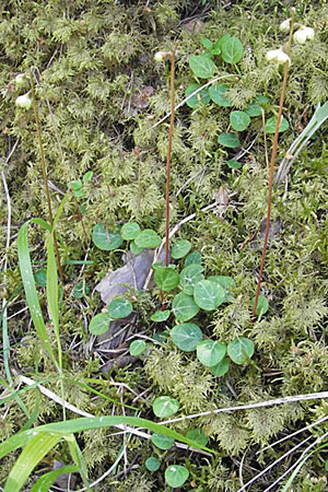 Pyrola chlorantha \ Grnbltiges Wintergrn / Green Pyrola, F Le Rozier (Tarn) 28.5.2009
