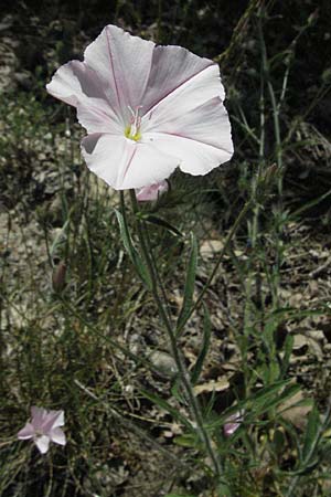 Convolvulus cantabrica \ Kantabrische Winde / Southern Bindweed, F Millau 8.6.2006