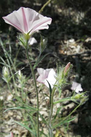 Convolvulus cantabrica \ Kantabrische Winde / Southern Bindweed, F Millau 8.6.2006