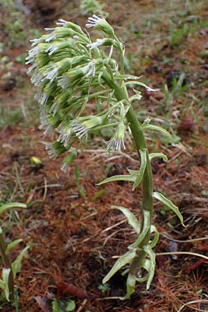Petasites albus \ Weie Pestwurz / White Butterbur, F Guillaumes 30.4.2023