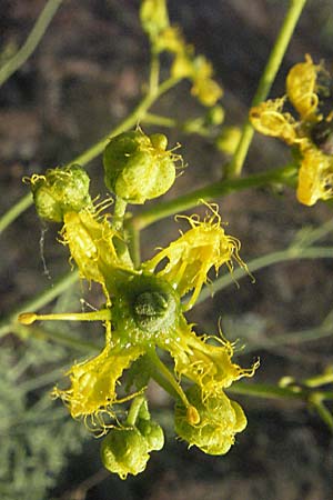 Ruta graveolens \ Wein-Raute / Rue, F Maures, Bois de Rouquan 12.5.2007