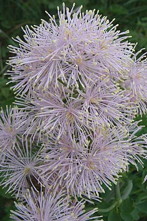 Thalictrum aquilegiifolium \ Groe Wiesenraute, Akeleiblttrige Wiesenraute / French Meadow-Rue, F Pyrenäen/Pyrenees, Eyne 24.6.2008