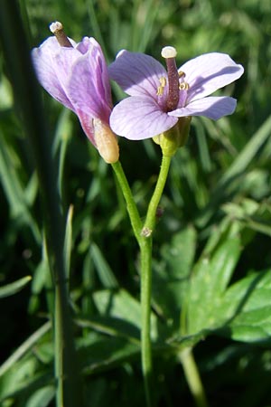 Cardamine pratensis subsp. crassifolia \ Dickbl&auml;ttriges Wiesen-Schaumkraut / Thick-Leaved Cuckooflower, F Pyren&auml;en/Pyrenees, Eyne 25.6.2008