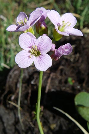 Cardamine pratensis subsp. crassifolia \ Dickbl&auml;ttriges Wiesen-Schaumkraut / Thick-Leaved Cuckooflower, F Pyren&auml;en/Pyrenees, Eyne 25.6.2008