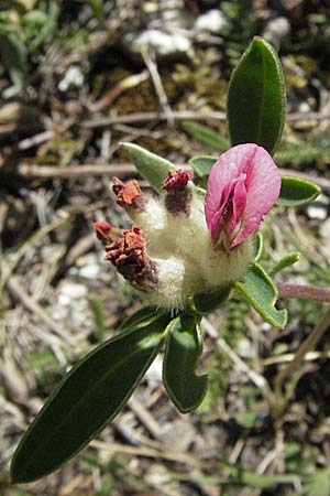 Anthyllis vulneraria subsp. boscii \ Pyren�en-Wundklee, Andorra Grau Roig 10.8.2006