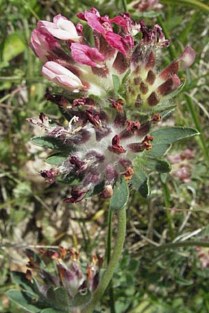 Anthyllis vulneraria subsp. praepropera \ Roter Wundklee / Red Kidney Vetch, F Castellane 12.5.2007