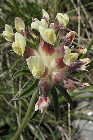Anthyllis vulneraria subsp. vulnerarioides \ Falscher Wundklee, F Causse du Larzac 15.5.2007