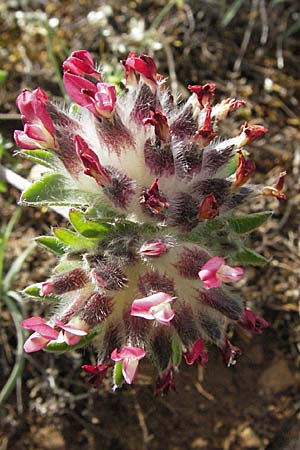 Anthyllis vulneraria subsp. praepropera \ Roter Wundklee / Red Kidney Vetch, F Dept. Aveyron,  Tiergues 15.5.2007