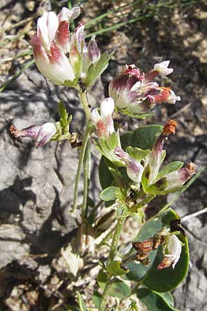 Anthyllis vulneraria subsp. praepropera \ Roter Wundklee / Red Kidney Vetch, F Lac de Salagou 4.6.2009