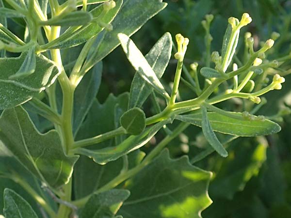 Baccharis halimifolia \ Kreuz-Strauch / Eastern Baccharius, Eastern False Willow, F Canet-en-Roussillon 11.8.2018