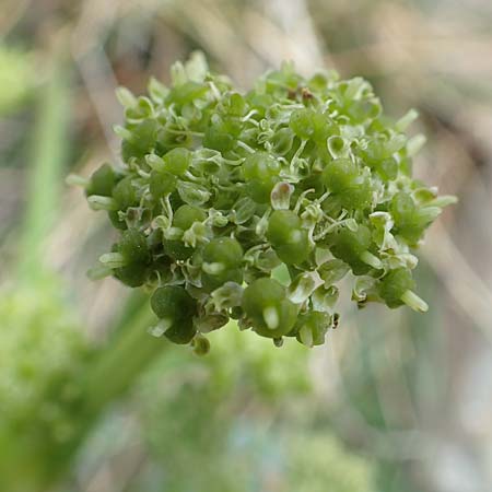 Xatardia scabra \ Xatardie / Xatardia, F Pyren&auml;en/Pyrenees, Puigmal 1.8.2018