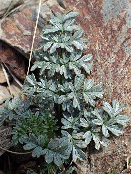 Xatardia scabra \ Xatardie / Xatardia, F Pyren&auml;en/Pyrenees, Puigmal 1.8.2018