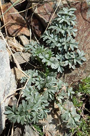 Xatardia scabra \ Xatardie / Xatardia, F Pyren&auml;en/Pyrenees, Puigmal 1.8.2018