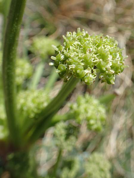Xatardia scabra \ Xatardie / Xatardia, F Pyren&auml;en/Pyrenees, Puigmal 1.8.2018