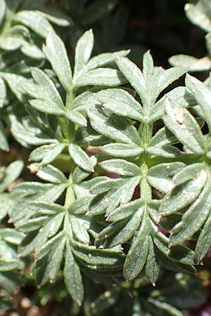 Xatardia scabra \ Xatardie / Xatardia, F Pyren&auml;en/Pyrenees, Puigmal 1.8.2018