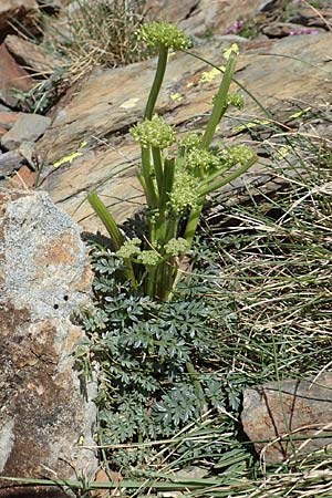 Xatardia scabra \ Xatardie / Xatardia, F Pyren&auml;en/Pyrenees, Puigmal 1.8.2018