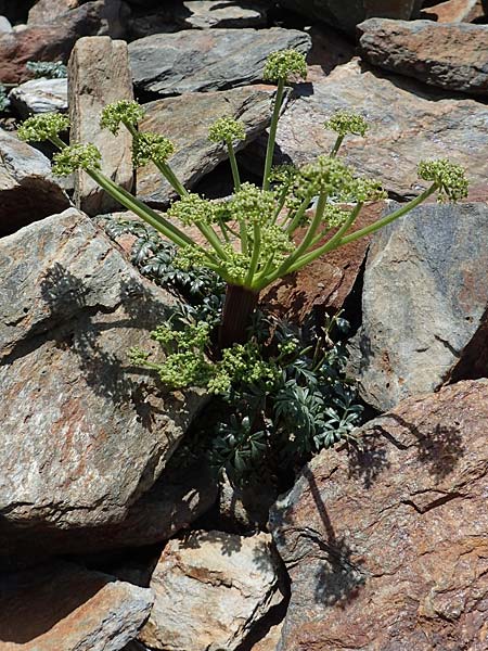 Xatardia scabra \ Xatardie / Xatardia, F Pyren&auml;en/Pyrenees, Puigmal 1.8.2018