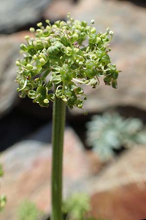 Xatardia scabra \ Xatardie / Xatardia, F Pyren&auml;en/Pyrenees, Puigmal 1.8.2018