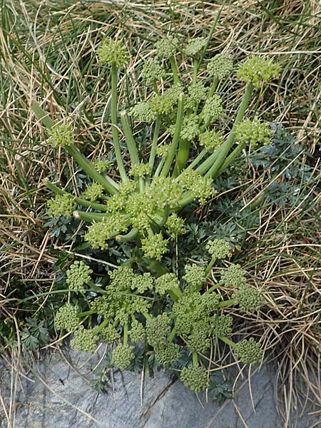 Xatardia scabra \ Xatardie / Xatardia, F Pyren&auml;en/Pyrenees, Puigmal 1.8.2018